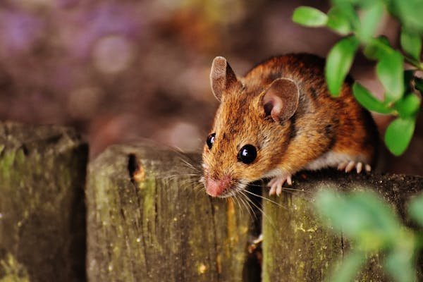 Crottes de rat des champs : dangers et solutions pratiques