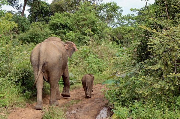 À la découverte de l'éléphant ahmed : histoire fascinante